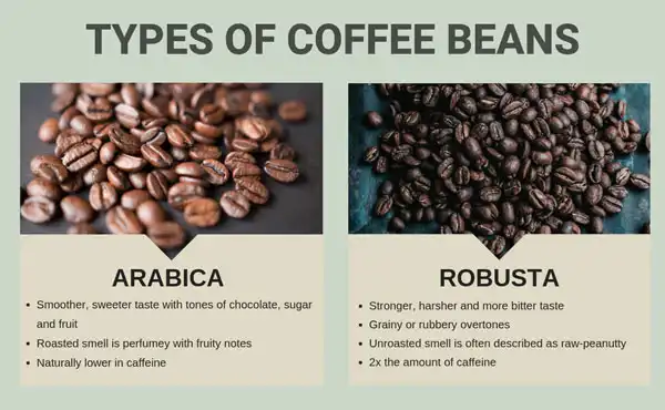 The Type Of Coffee Bean Used