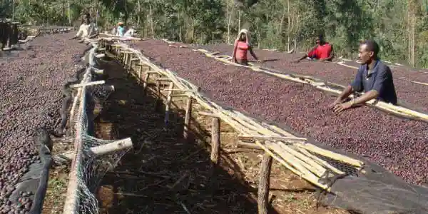 Coffee Beans Dry Processing